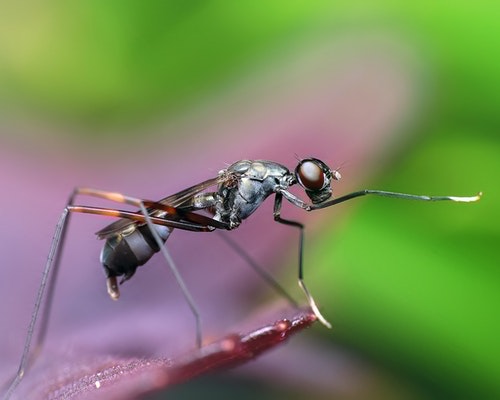 EIGpests fight pests