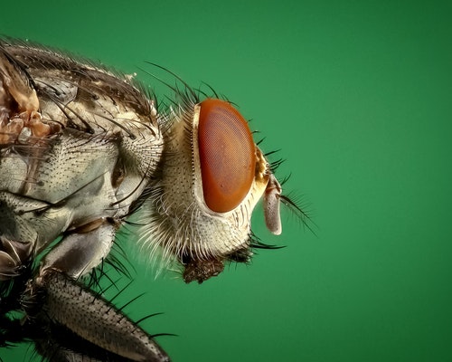 Termites Termites