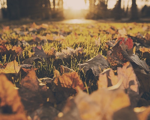 Fall Fall