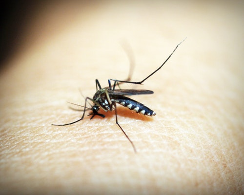 Pests Pests