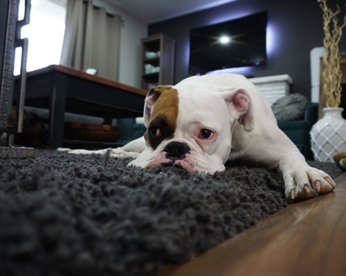pet-proof pet proof